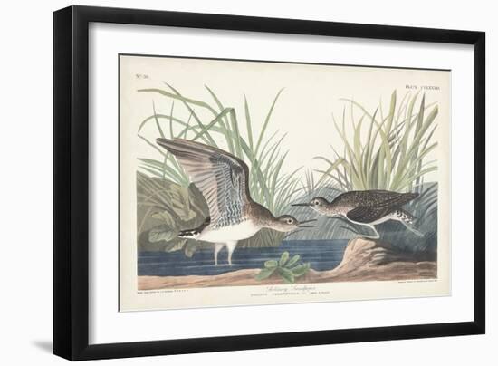 Pl. 289 Solitary Sandpiper-John Audubon-Framed Art Print