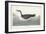 Pl 295 Manks Shearwater-John Audubon-Framed Art Print