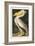 Pl 311 American White Pelican-John James Audubon-Framed Art Print