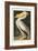 Pl 311 American White Pelican-John James Audubon-Framed Art Print