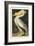 Pl 311 American White Pelican-John James Audubon-Framed Art Print