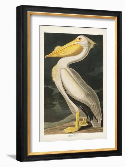 Pl 311 American White Pelican-John James Audubon-Framed Art Print