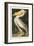 Pl 311 American White Pelican-John James Audubon-Framed Art Print