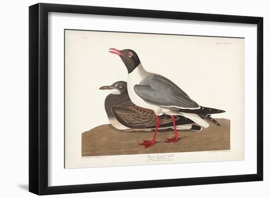 Pl 314 Black-headed Gull-John Audubon-Framed Art Print