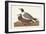 Pl 314 Black-headed Gull-John Audubon-Framed Art Print