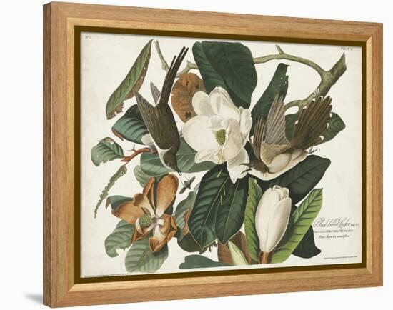 Pl 32 Black-billed Cuckoo-John Audubon-Framed Stretched Canvas