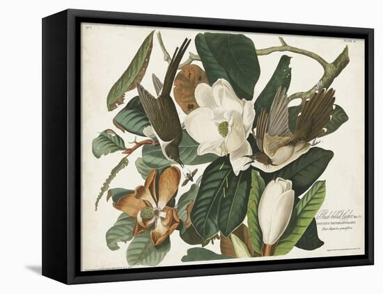 Pl 32 Black-billed Cuckoo-John Audubon-Framed Stretched Canvas