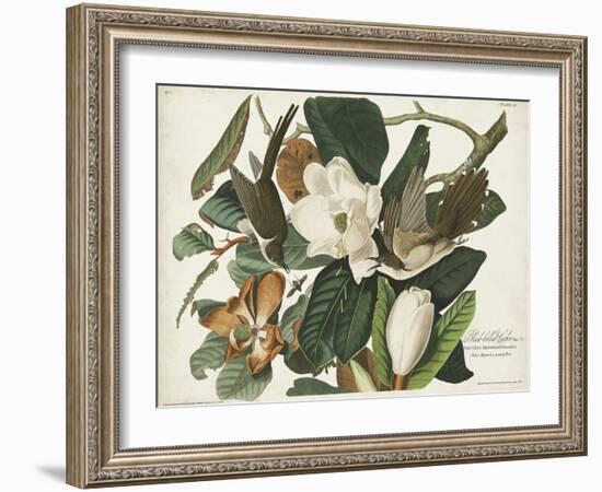 Pl 32 Black-billed Cuckoo-John Audubon-Framed Art Print