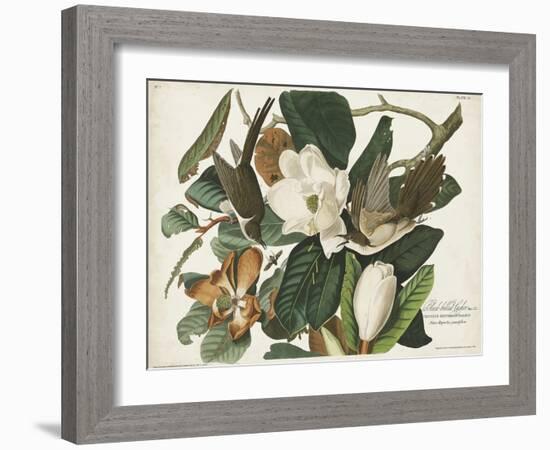 Pl 32 Black-billed Cuckoo-John Audubon-Framed Art Print