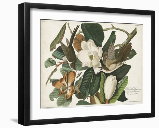 Pl 32 Black-billed Cuckoo-John Audubon-Framed Art Print