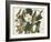 Pl 32 Black-billed Cuckoo-John Audubon-Framed Art Print