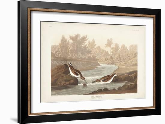 Pl. 320 Little Sandpiper-John Audubon-Framed Art Print