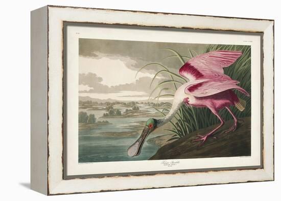 Pl 321 Roseate Spoonbill-John Audubon-Framed Stretched Canvas