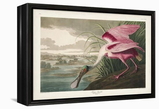 Pl 321 Roseate Spoonbill-John Audubon-Framed Stretched Canvas