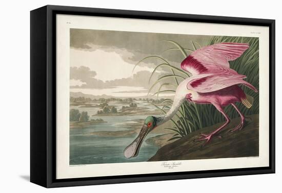 Pl 321 Roseate Spoonbill-John Audubon-Framed Stretched Canvas
