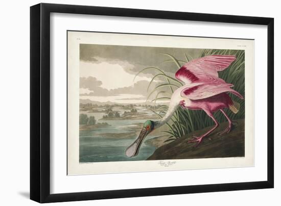 Pl 321 Roseate Spoonbill-John Audubon-Framed Art Print