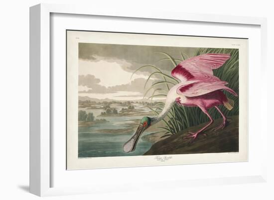 Pl 321 Roseate Spoonbill-John Audubon-Framed Art Print
