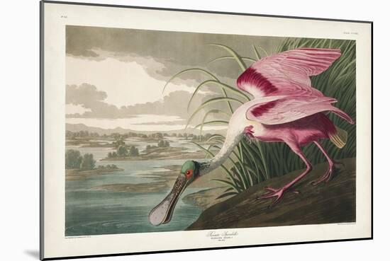 Pl 321 Roseate Spoonbill-John Audubon-Mounted Art Print