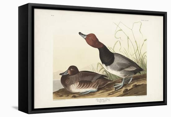 Pl 322 Red-headed Duck-John Audubon-Framed Stretched Canvas