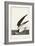 Pl 323 Black Skimmer or Shearwater-John Audubon-Framed Art Print