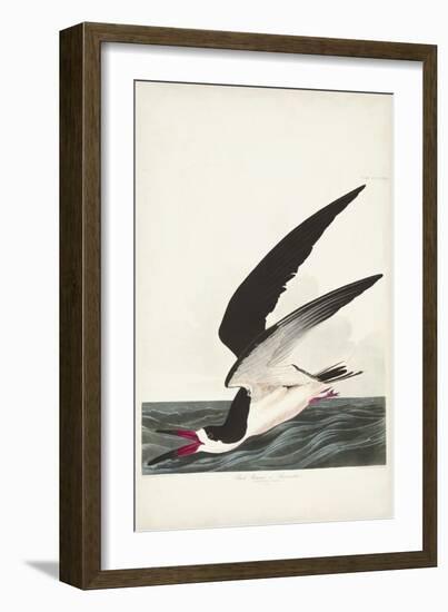 Pl 323 Black Skimmer or Shearwater-John Audubon-Framed Art Print