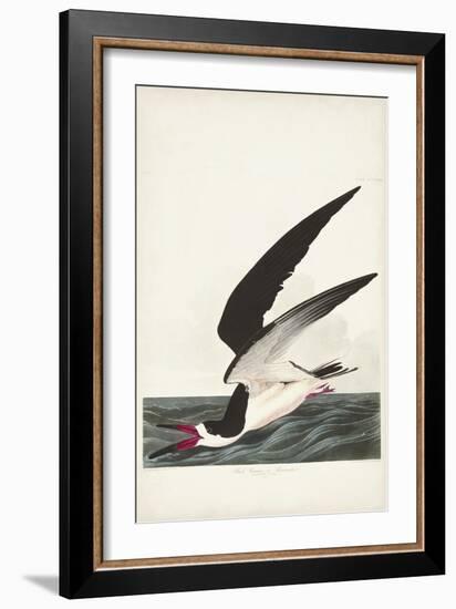 Pl 323 Black Skimmer or Shearwater-John Audubon-Framed Art Print