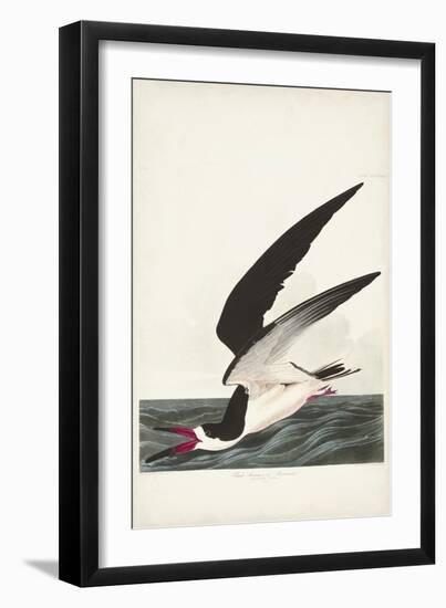 Pl 323 Black Skimmer or Shearwater-John Audubon-Framed Art Print