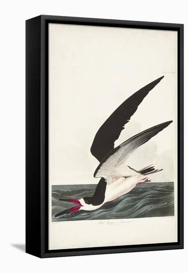 Pl 323 Black Skimmer or Shearwater-John Audubon-Framed Stretched Canvas