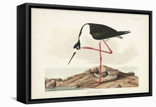 Pl 328 Long- legged Avocet-John Audubon-Framed Stretched Canvas