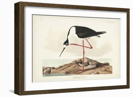 Pl 328 Long- legged Avocet-John Audubon-Framed Art Print