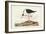 Pl 328 Long- legged Avocet-John Audubon-Framed Art Print