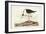 Pl 328 Long- legged Avocet-John Audubon-Framed Art Print