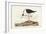 Pl 328 Long- legged Avocet-John Audubon-Framed Art Print