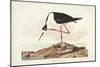 Pl 328 Long- legged Avocet-John Audubon-Mounted Art Print