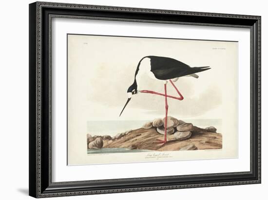 Pl 328 Long- legged Avocet-John Audubon-Framed Art Print