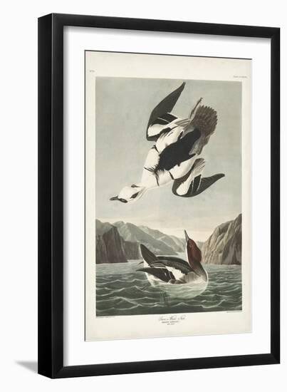 Pl 347 Smen or White Nun-John Audubon-Framed Art Print
