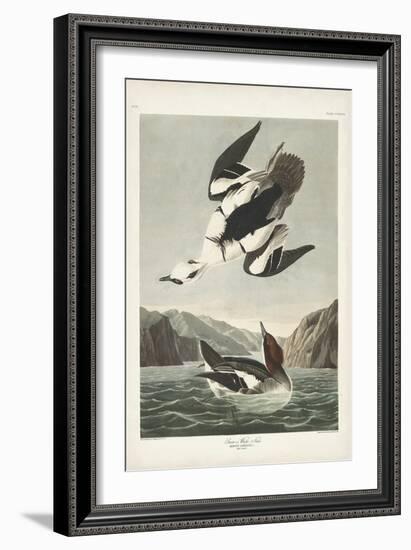 Pl 347 Smen or White Nun-John Audubon-Framed Art Print