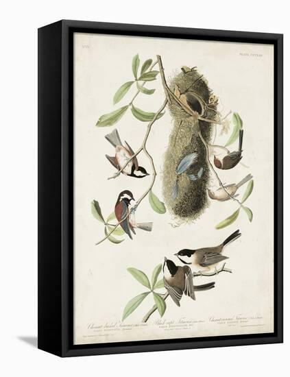 Pl 353 Black-capt Titmouse-John Audubon-Framed Stretched Canvas