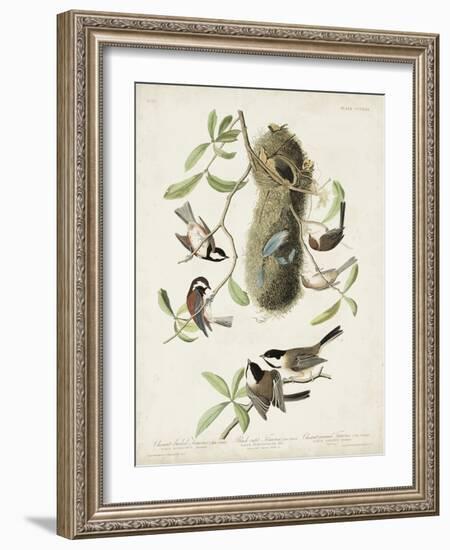 Pl 353 Black-capt Titmouse-John Audubon-Framed Art Print