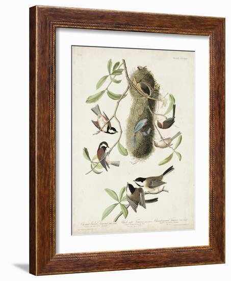 Pl 353 Black-capt Titmouse-John Audubon-Framed Art Print