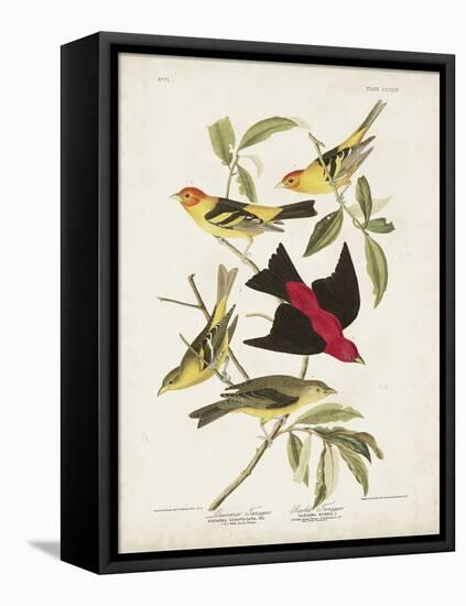 Pl 354 Louisiana Tanager-John Audubon-Framed Stretched Canvas