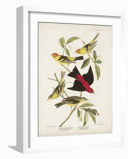 Pl 354 Louisiana Tanager-John Audubon-Framed Art Print