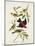 Pl 354 Louisiana Tanager-John Audubon-Mounted Art Print