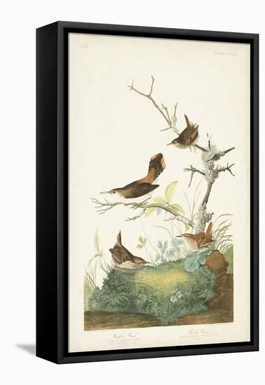 Pl. 360 Winter Wren-John Audubon-Framed Stretched Canvas