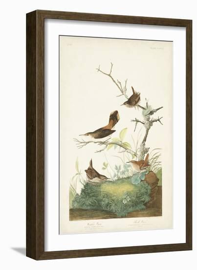 Pl. 360 Winter Wren-John Audubon-Framed Art Print