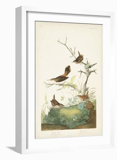 Pl. 360 Winter Wren-John Audubon-Framed Art Print