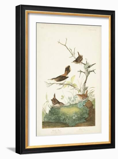 Pl. 360 Winter Wren-John Audubon-Framed Art Print