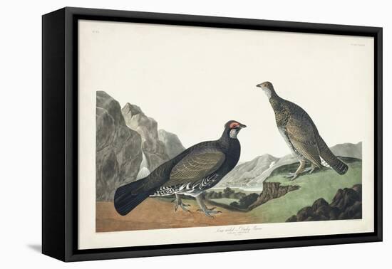 Pl 361 Long-tailed or Dusky Grouse-John Audubon-Framed Stretched Canvas