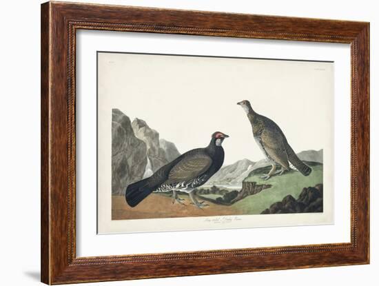 Pl 361 Long-tailed or Dusky Grouse-John Audubon-Framed Art Print