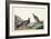 Pl 361 Long-tailed or Dusky Grouse-John Audubon-Framed Art Print